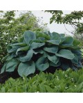 Hosta ’Big Daddy’ листя